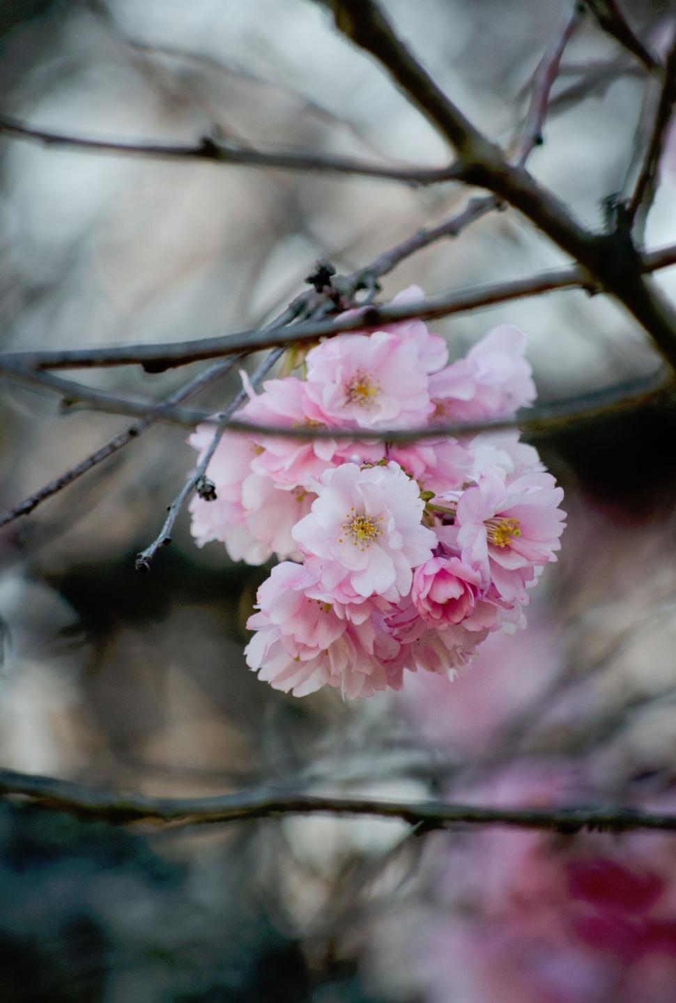 Free Image of Close-up of cherry blossoms on branch 