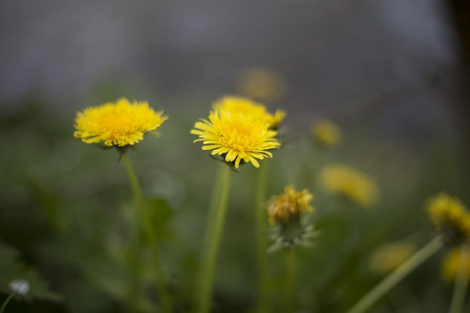 Free Image of Yellow dandelions in soft focus 