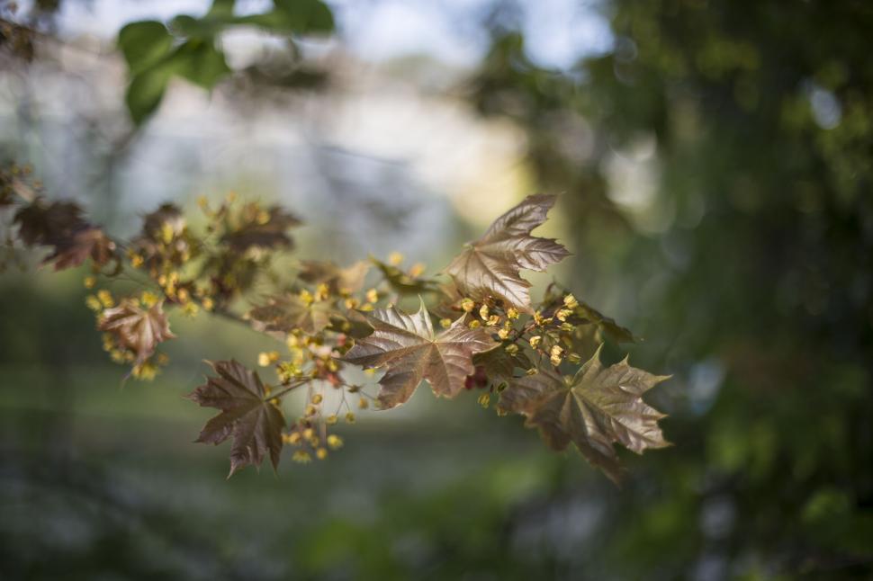 Free Image of Spring foliage and yellow flowers 