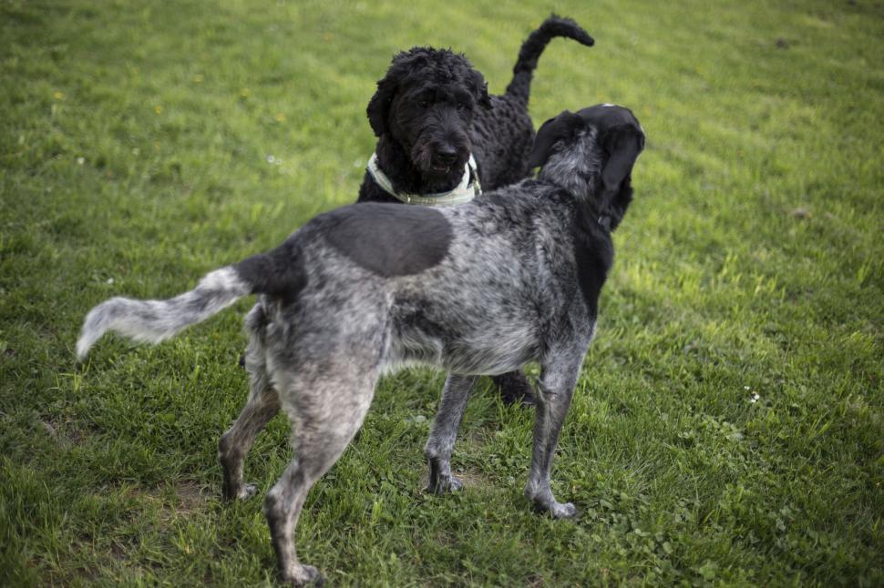 Free Image of Two dogs playing together in grass 