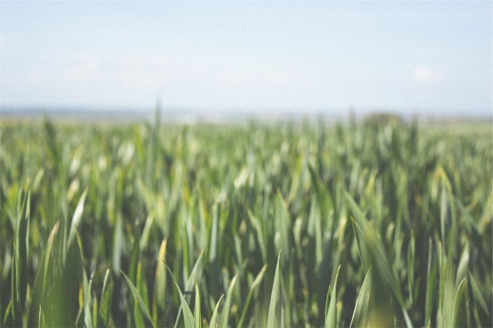 Free Image of Green wheat field under blue sky 