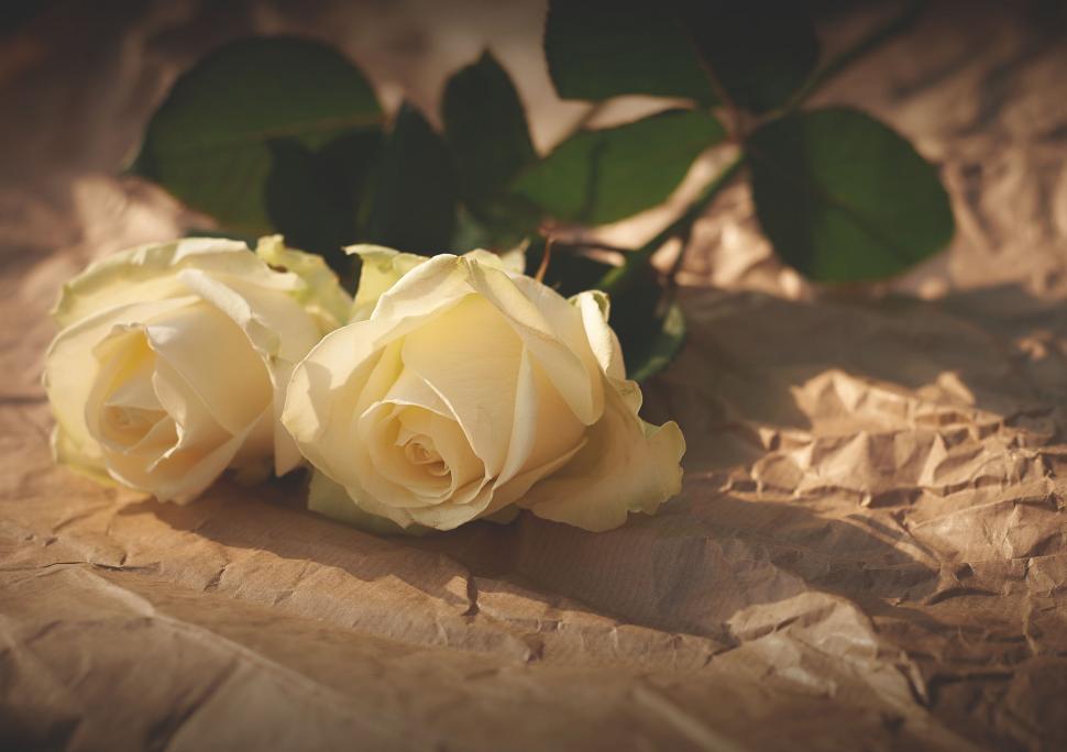 Free Image of Yellow roses on crumpled brown paper 