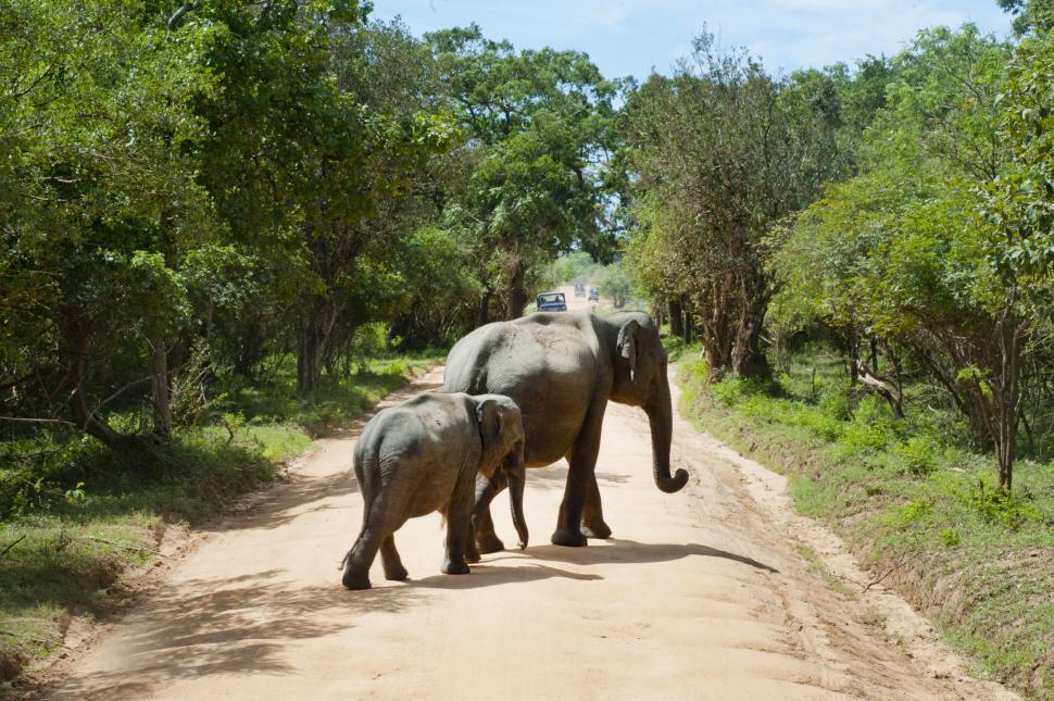 Free Image of Elephants walking on a dirt road 