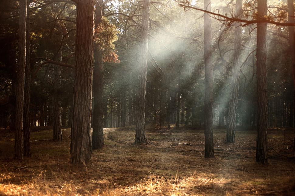 Free Image of Sunrays piercing through a forest scene 