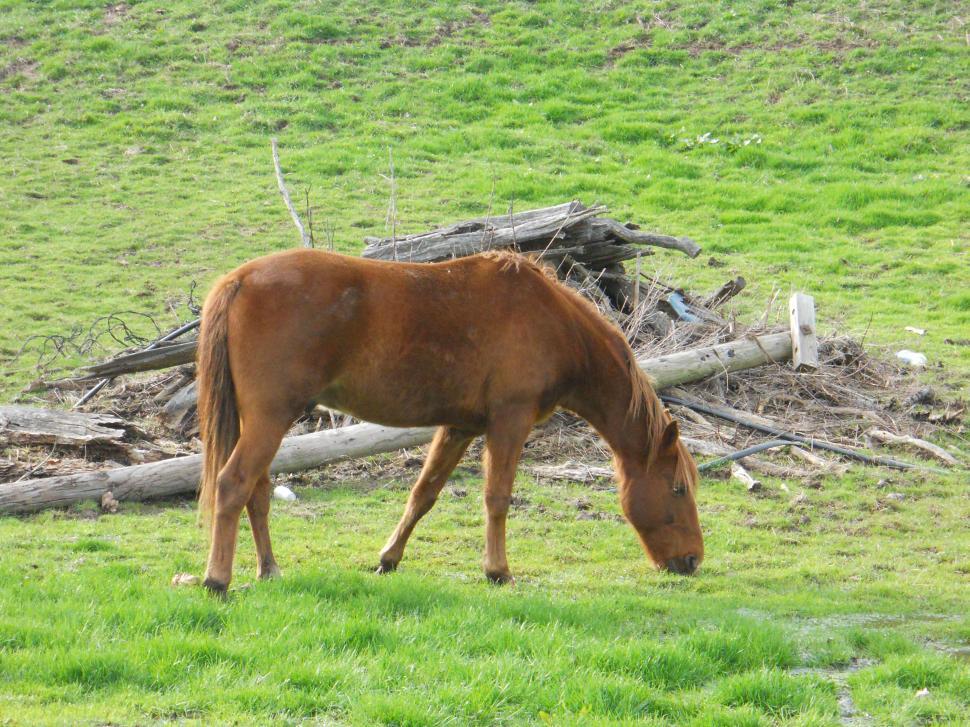 Free Image of Grazing horse 