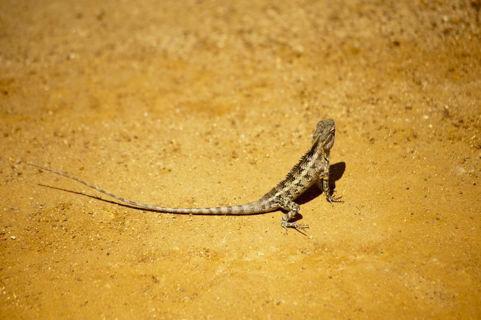 Free Image of Lizard basking on a sunny dirt surface 