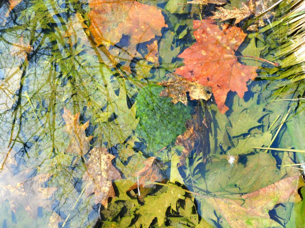 Free Image of Frog Pond 
