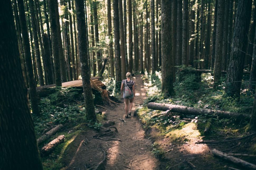 Free Image of Hiker on a forest trail among tall trees 