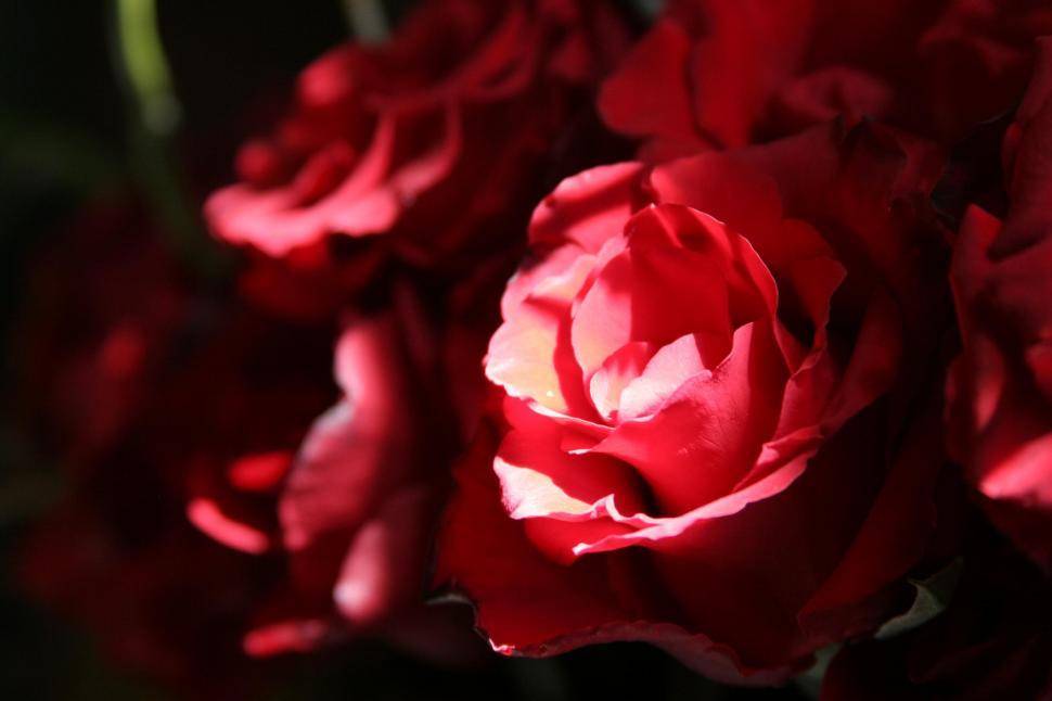 Free Image of Red Flowers 