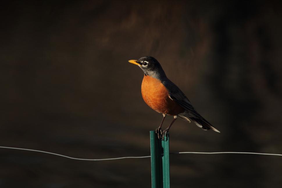 Free Image of American Robin perched on a metal post 