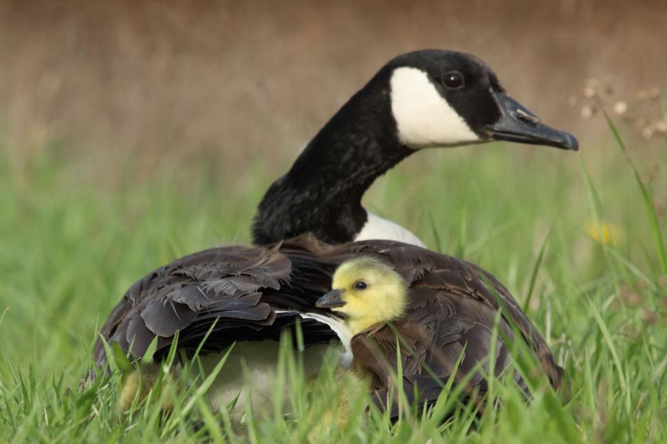 Free Image of Canada Goose with gosling resting on its back 