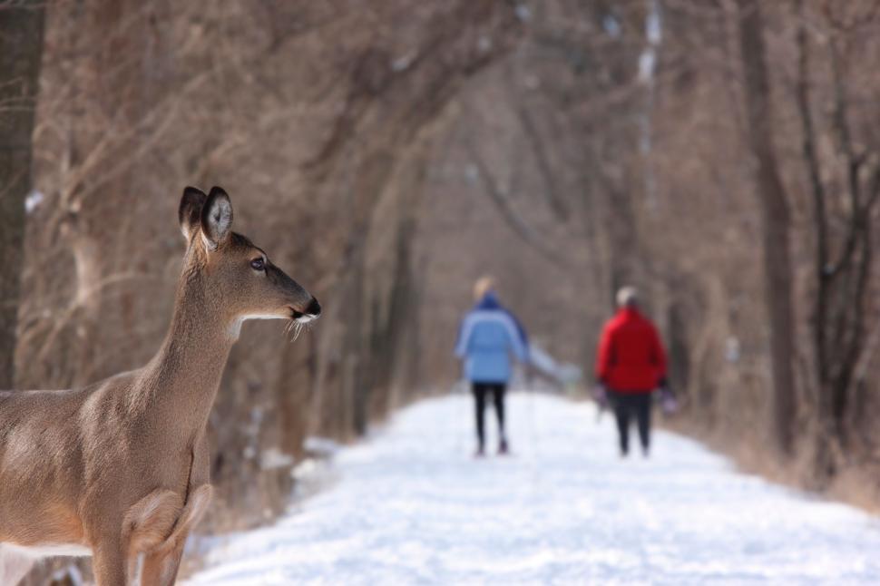 Free Image of Deer watches as hikers pass by 