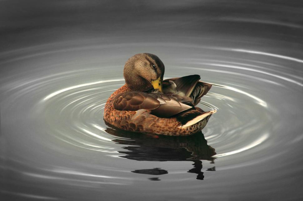 Free Image of Duck preening on calm water 