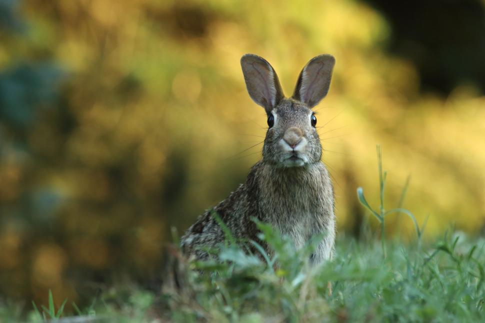 Free Image of Close-up of alert rabbit in grass 