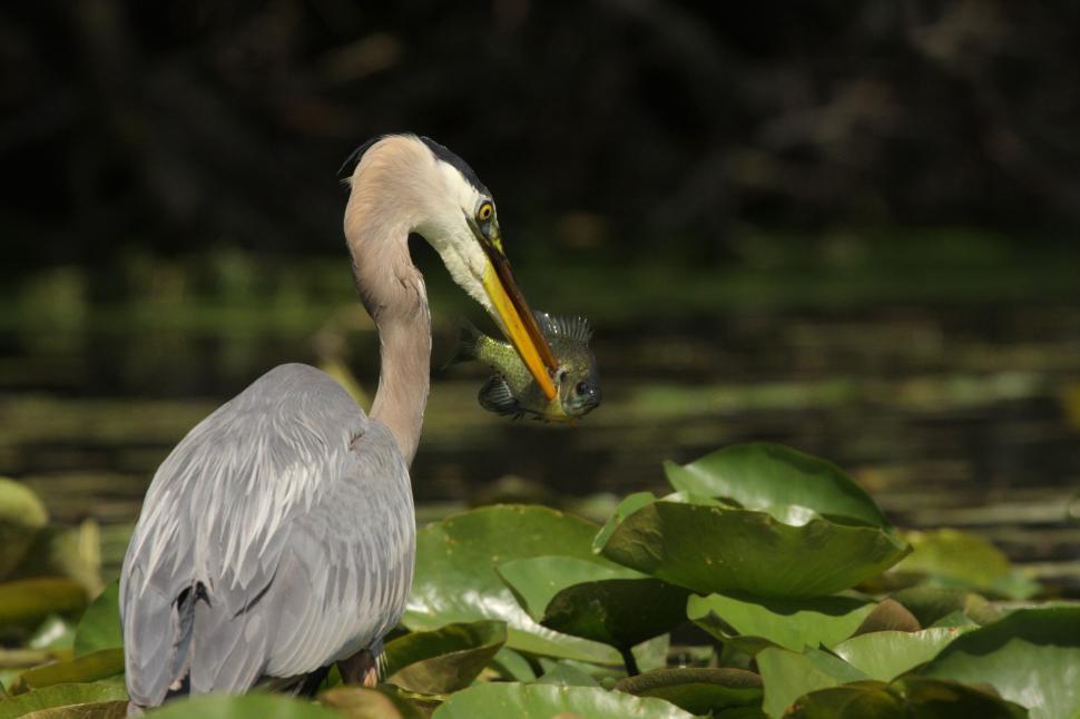 Free Image of Great Blue Heron catching a fish 