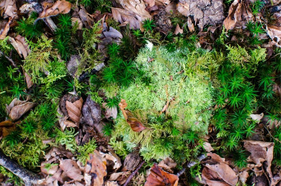 Free Image of Vivid green moss and dead leaves on soil 