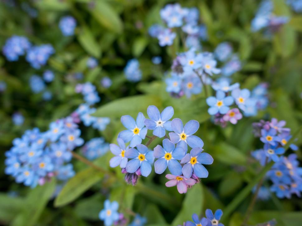 Free Image of Close-up of forget-me-not flowers 