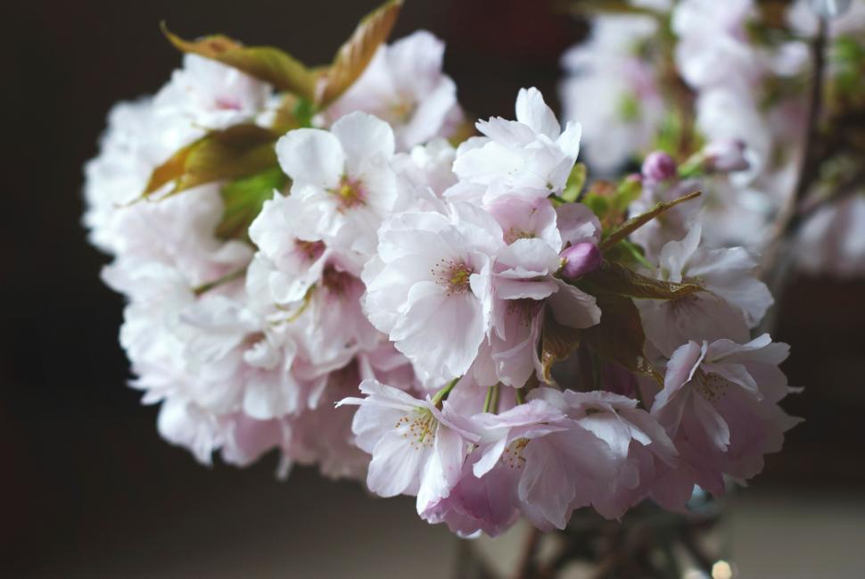 Free Image of Blooming Cherry Blossoms in Soft Light 