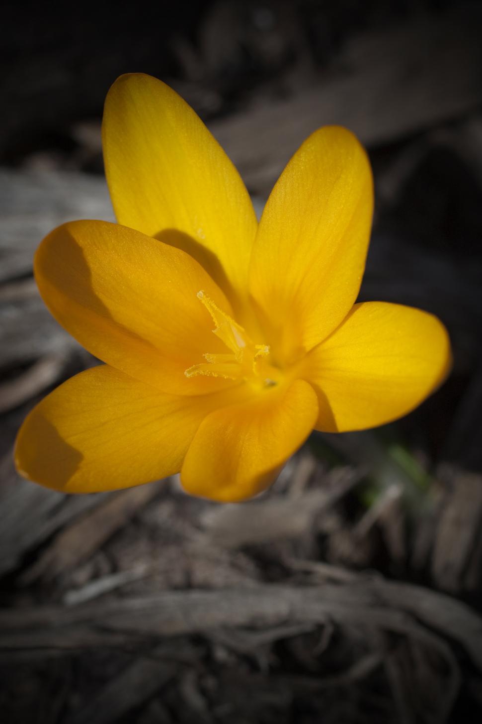 Free Image of yellow bloom 