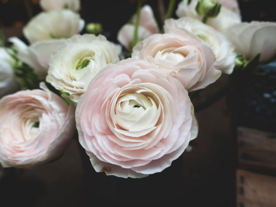 Free Image of Close-up of pale pink ranunculus flowers 