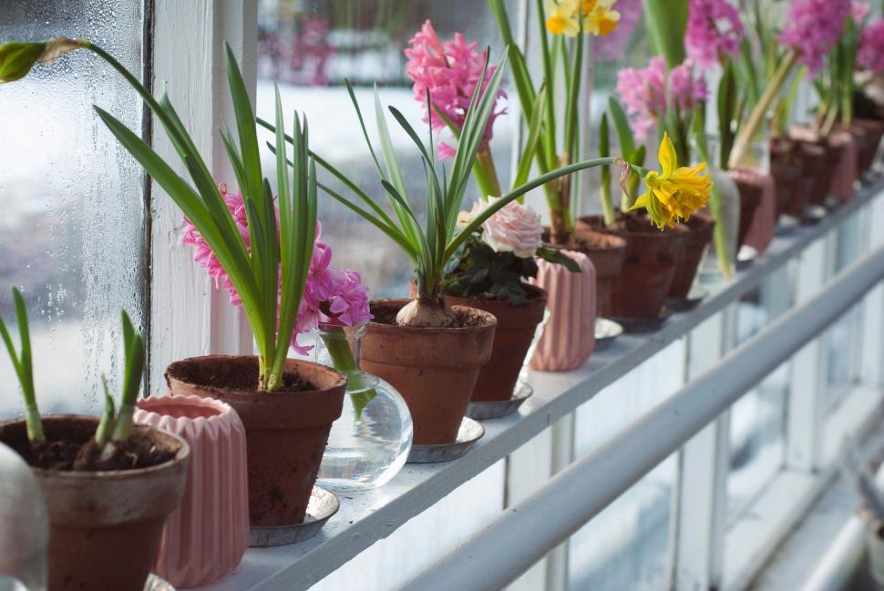 Free Image of Pots of flowers on a window ledge 