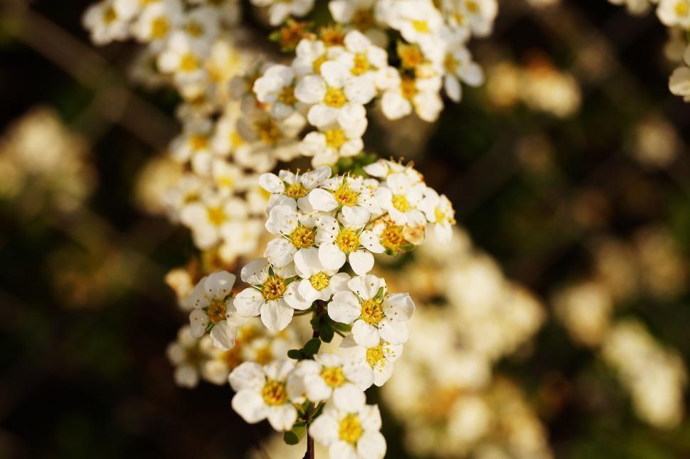 Free Image of Branch with white flowers in sunlight 