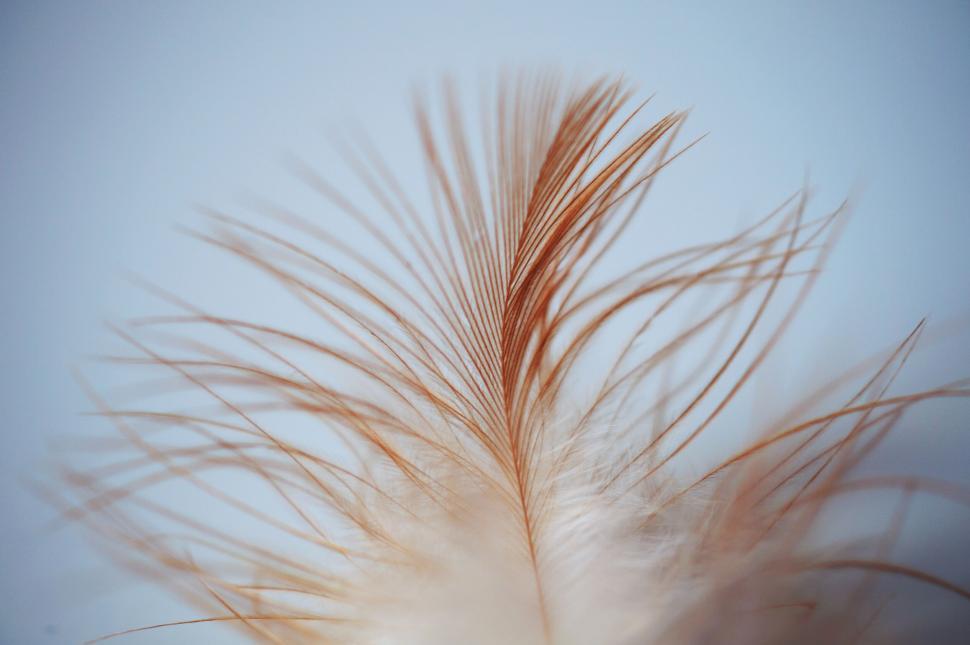 Free Image of Close-up of a delicate feather 