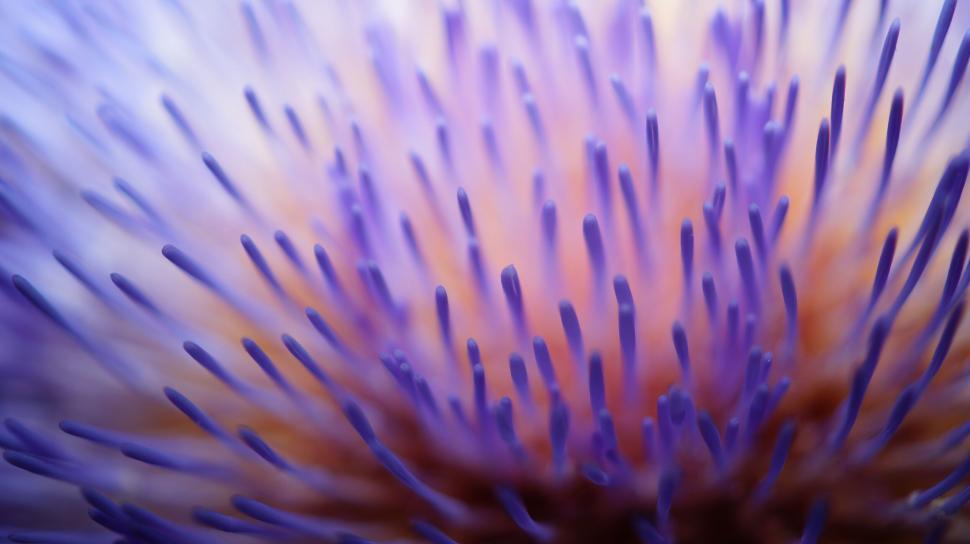 Free Image of Macro shot of purple thistle flower 