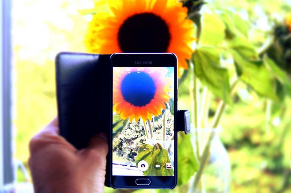 Free Image of Smartphone capturing sunflower 