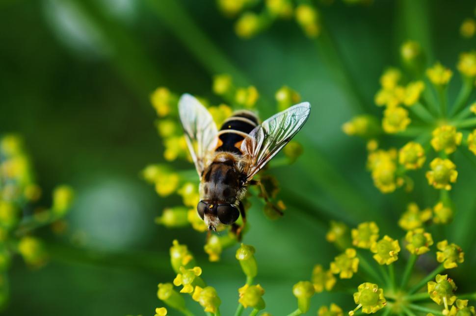 Free Image of Bee pollinating yellow flowers 
