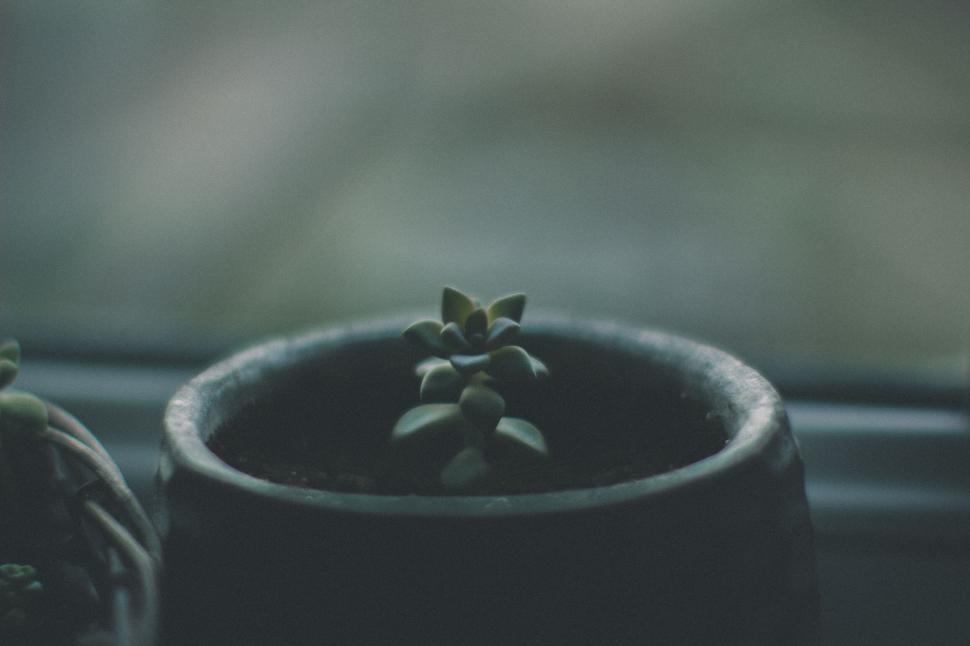 Free Image of Moody close-up of a potted succulent plant 