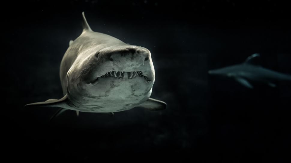 Free Image of Underwater view of a great white shark 