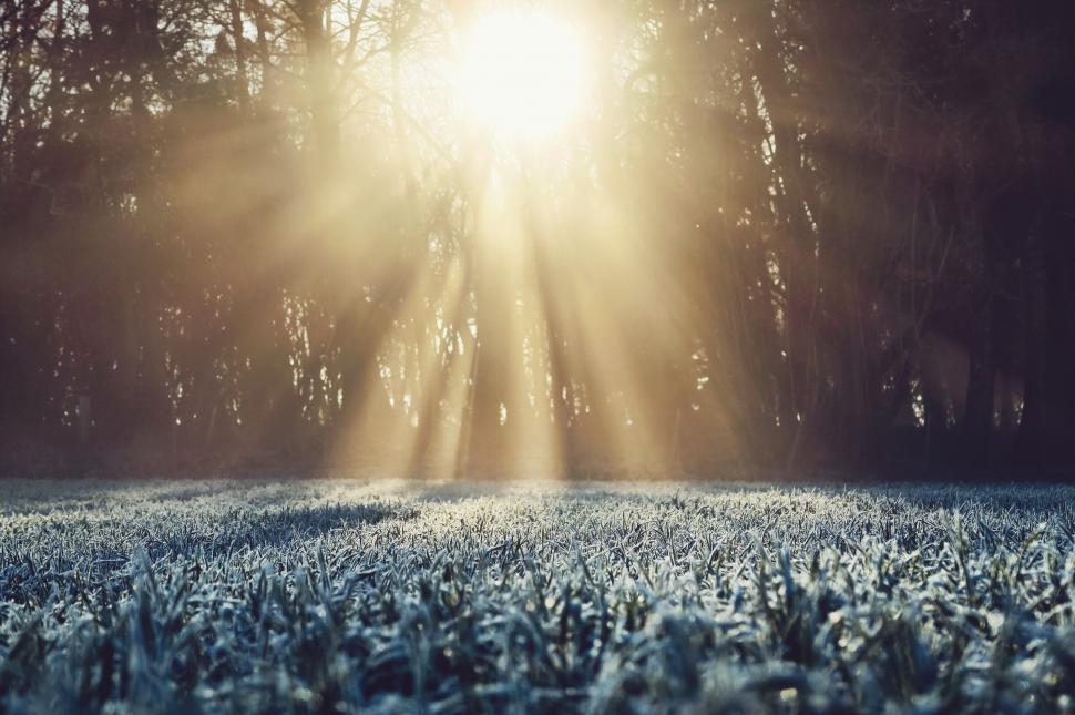 Free Image of Sunlight piercing through forest at dawn 