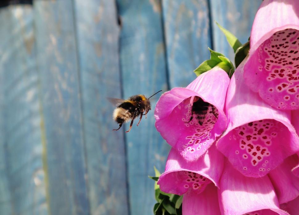 Free Image of Bumblebee approaching pink flowers 