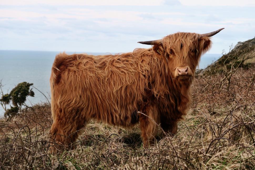 Free Image of Highland cow standing by the coast 