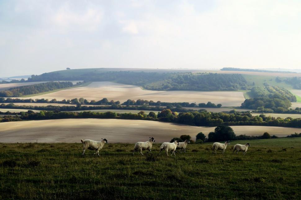 Free Image of Peaceful sheep grazing in rolling hills 