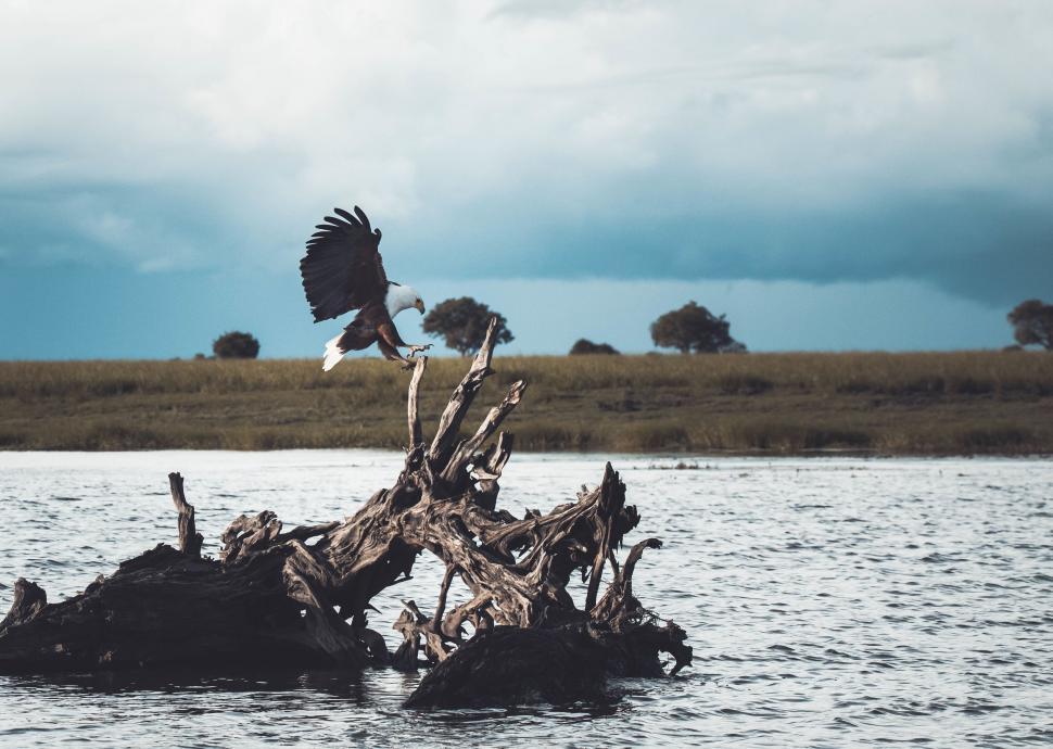 Free Image of Eagle taking off from driftwood 