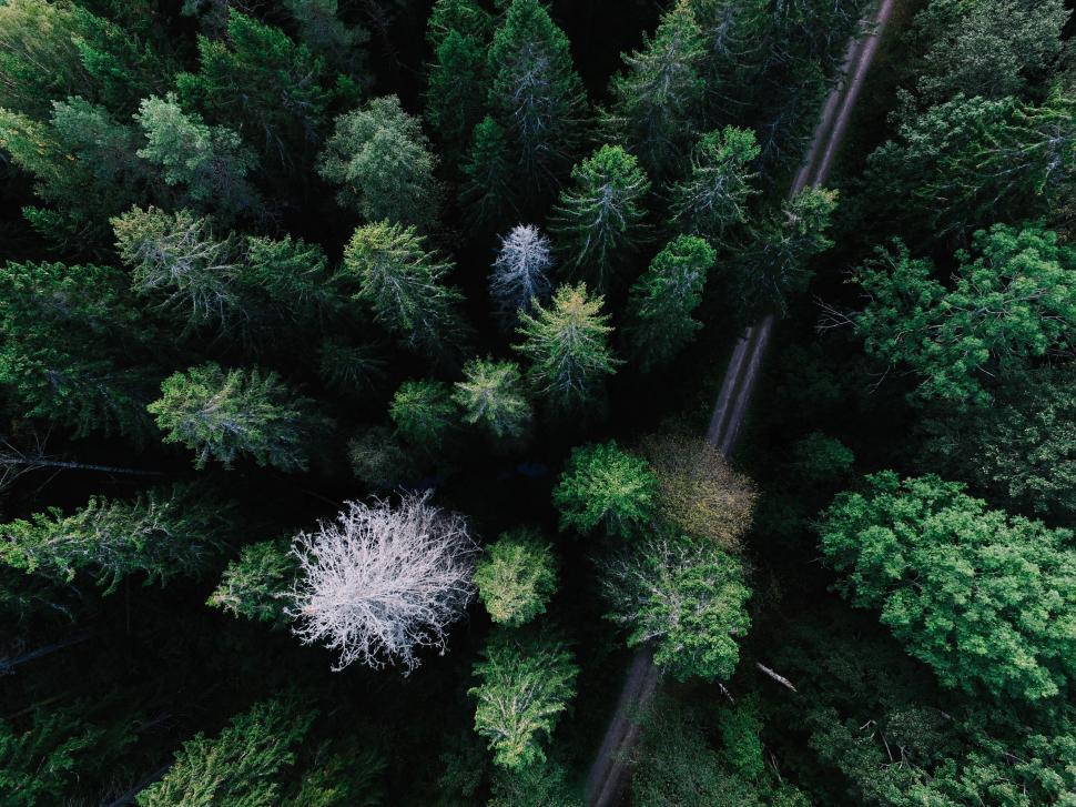 Free Image of Aerial view of a dense forest 