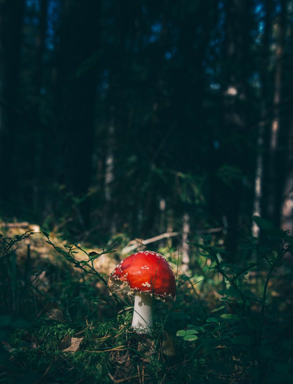 Free Image of Single mushroom in a shadowy forest 
