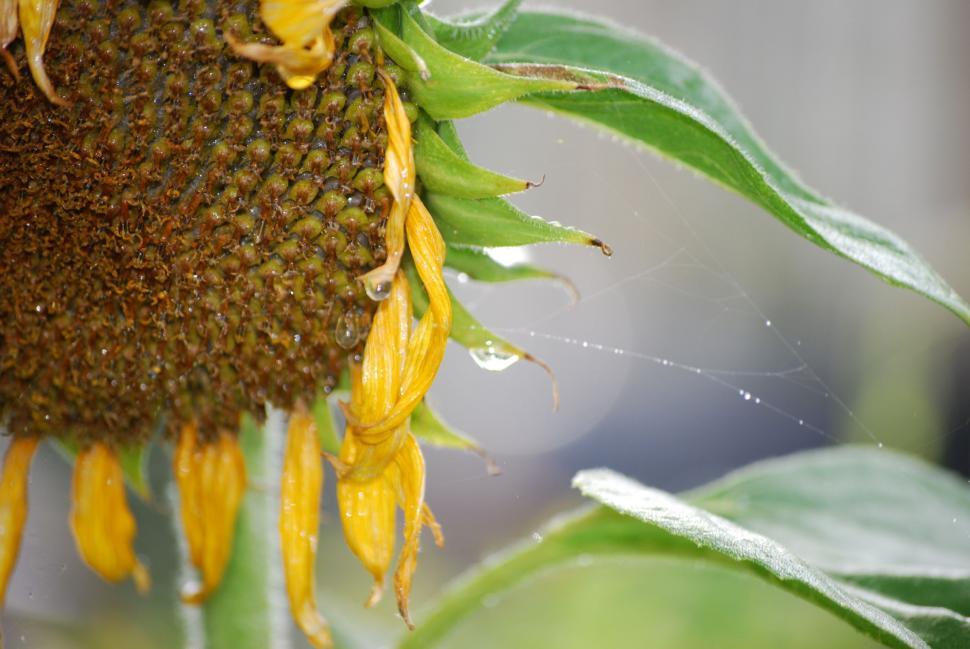 Free Image of Morning sunflower w/ dewMorning Sunflower w/ Dew 
