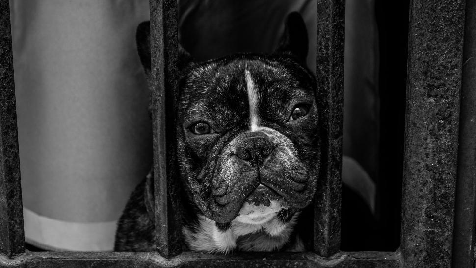 Free Image of French Bulldog peeking through fence 