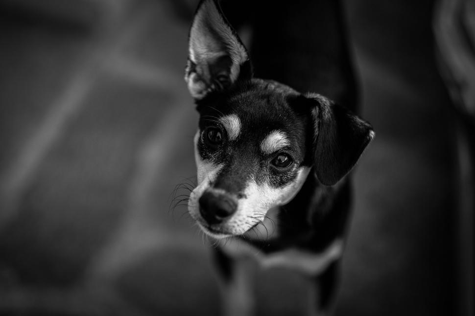 Free Image of Black and white image of a small dog 