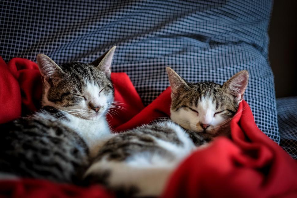 Free Image of Two cats napping on a cozy red blanket 