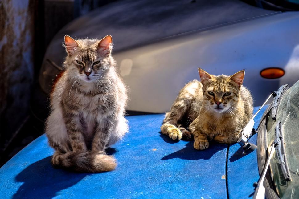 Free Image of Two cats lounging on a blue surface in sunlight 