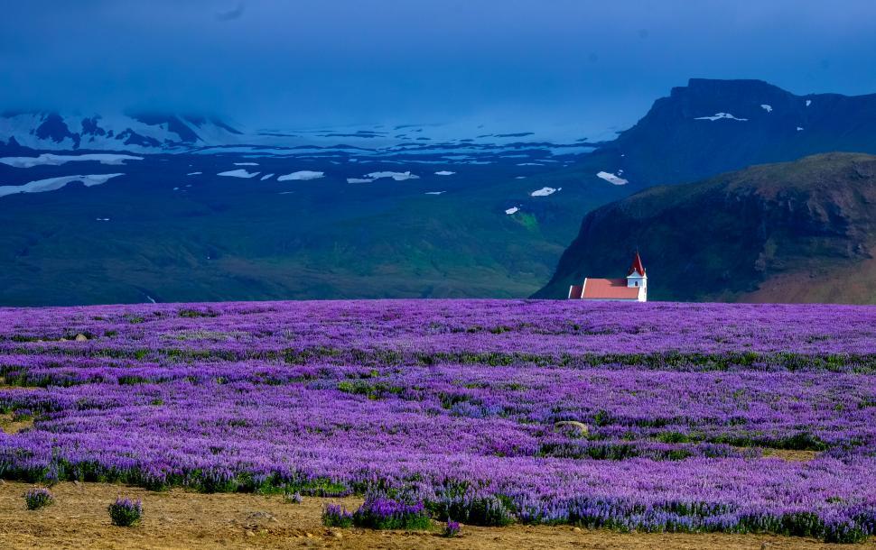 Free Image of Purple lupine field with distant church 
