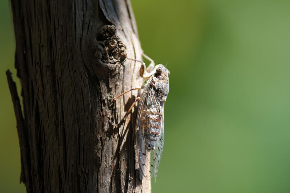Free Image of Close-up of a cicada on a tree trunk 
