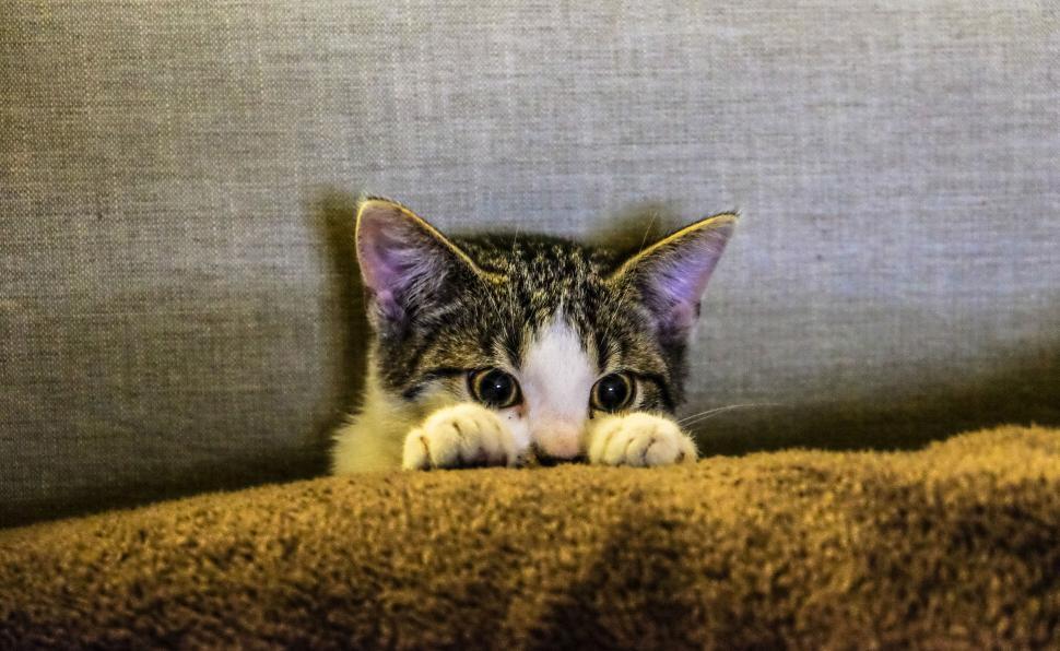 Free Image of Kitten peeking over the edge of a sofa 