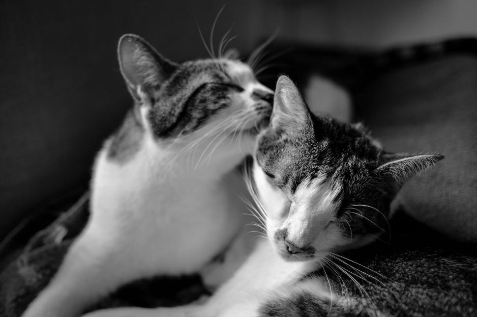 Free Image of Two cats cuddling in black and white 