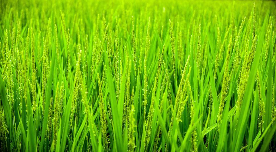 Free Image of Lush green rice paddy field close-up 