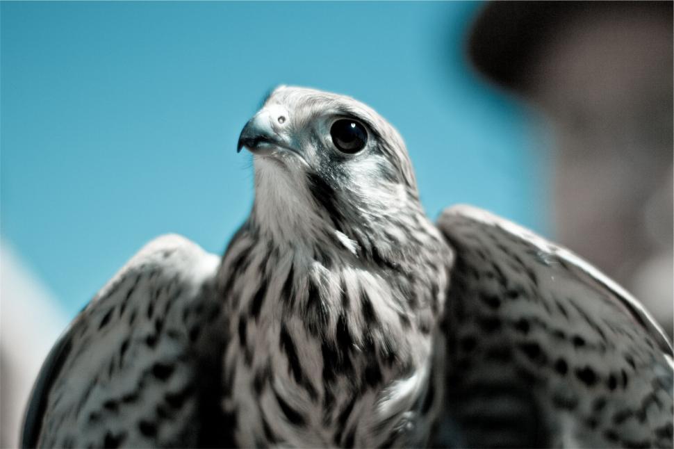 Free Image of Close-up of a Peregrine Falcon 